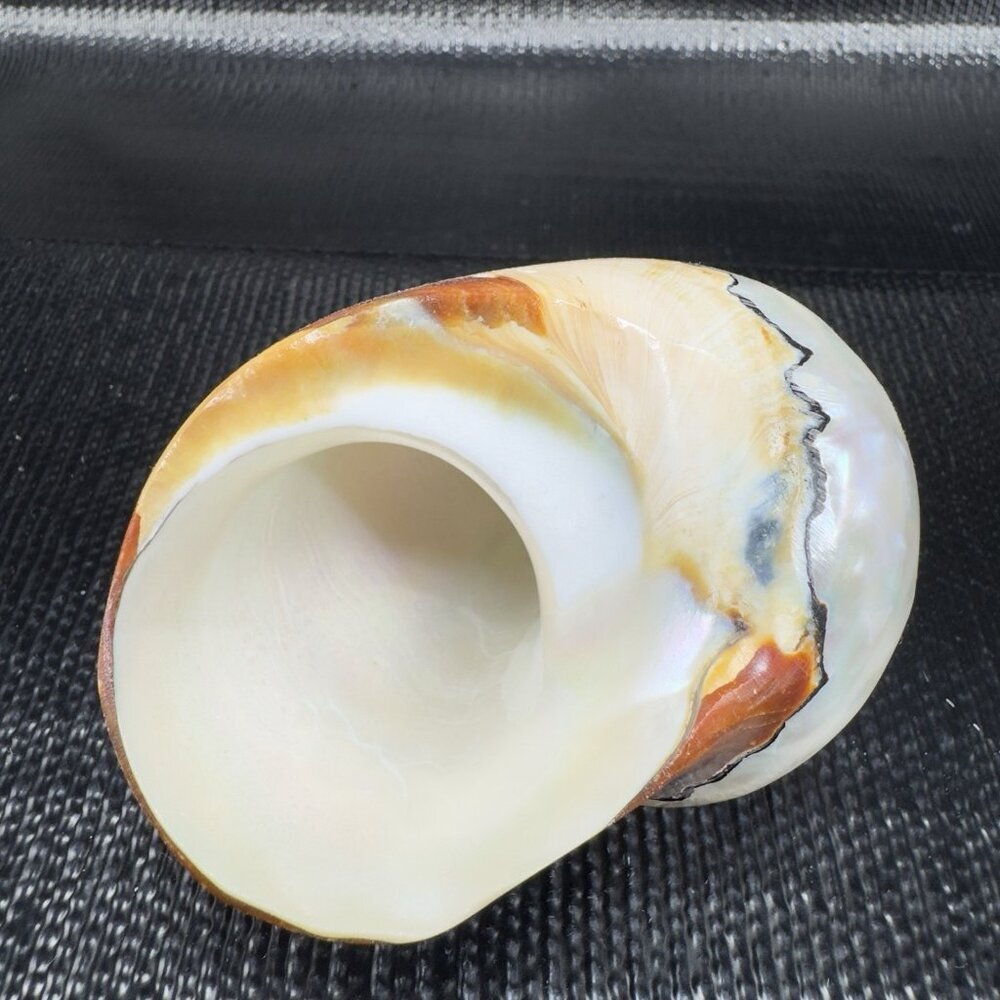 Natural Abalone Shell Iridescent Smooth African Turban Seashell Turbo Sarmaticus - Picture 5 of 13